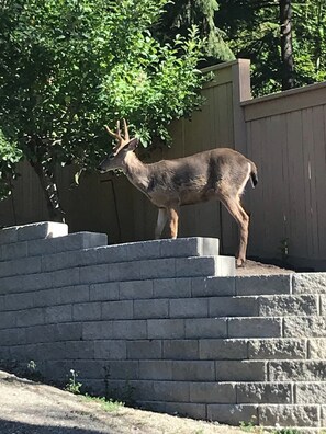 A deer standing on a set of concrete steps.