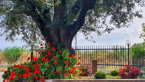 Un árbol grande con flores rojas frente a una valla de metal negro.