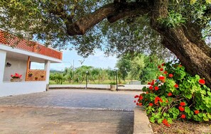 Property grounds - Lovely apartment in Casal Velino with WiFi (Casal Velino)