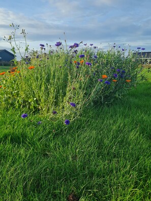 A grassy field with wildflowers and a building in the background. - Cozy holiday home on Funens north coast (Bogense)
