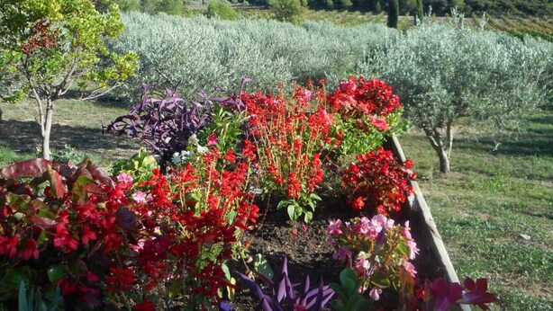 Un jardín con diversas plantas y flores, un árbol y un campo al fondo.