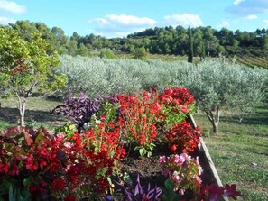 Un jardin avec différentes plantes et fleurs, un arbre et, au loin, un champ.