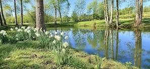 A serene pond surrounded by trees and lush greenery.