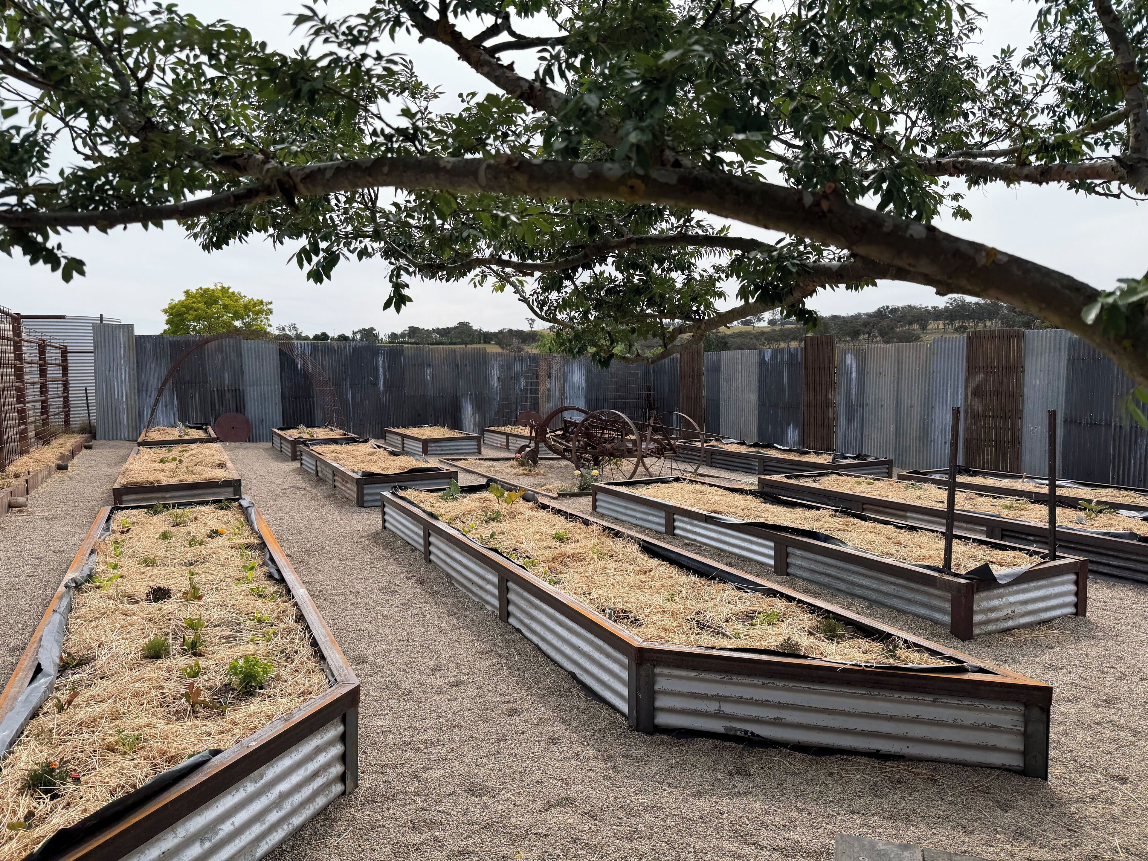 Un jardin avec des plates-bandes surélevées, une clôture en métal et un grand arbre qui offre de l’ombre.