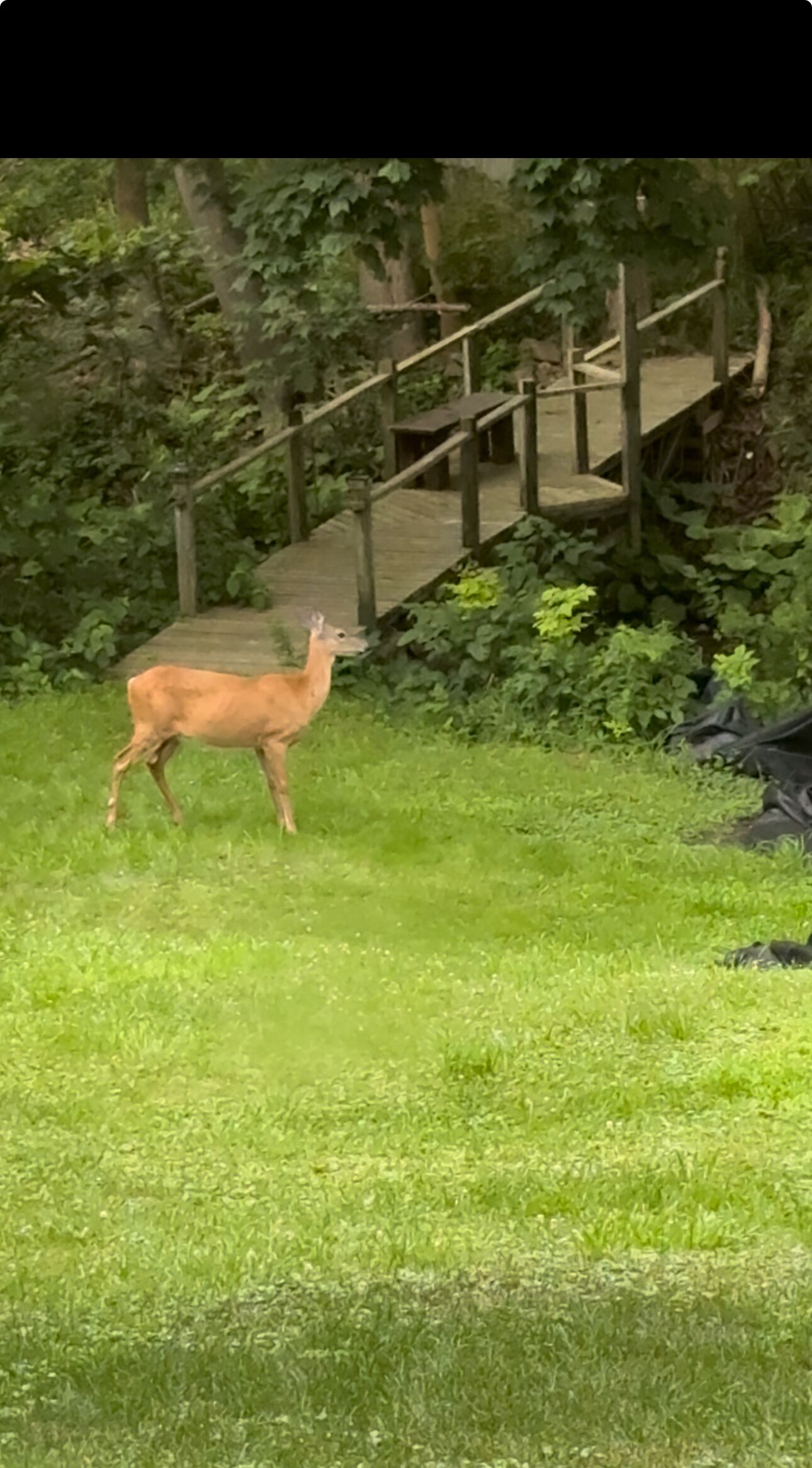 Terrain de l’hébergement 