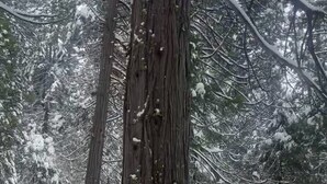 A snow-covered tree in a forested area. - Charming 3-bedroom country house with AC in Shingletown (Shingletown)