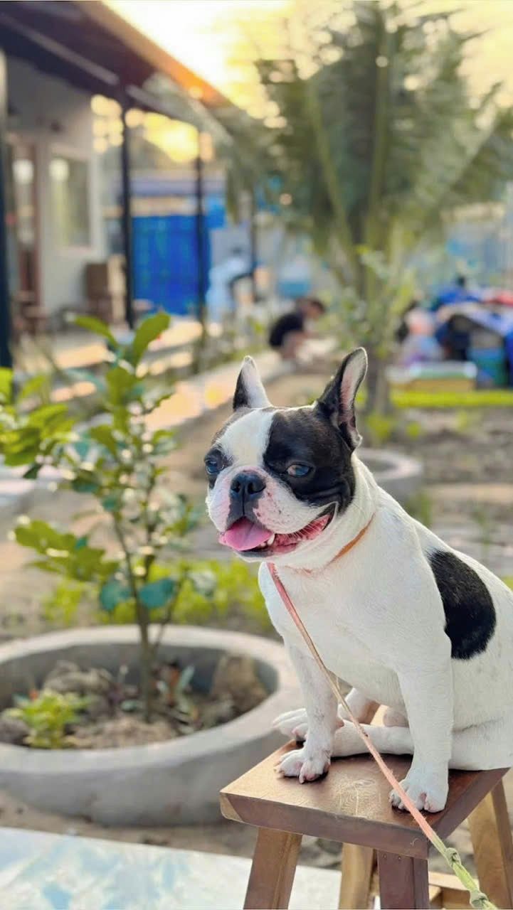 Een hond zit op een houten bankje buiten, met een tuin en een gebouw op de achtergrond.