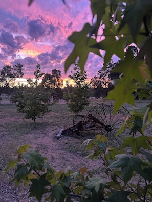 A field with trees and a piece of farming equipment.