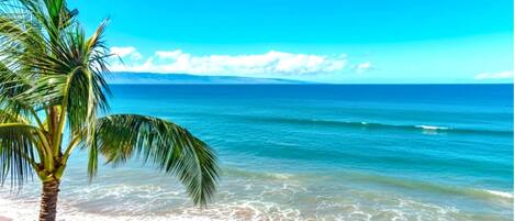 A beach with a palm tree and ocean waves.
