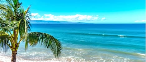 A beach with a palm tree and ocean waves.