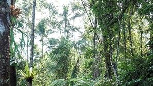 Un étroit canal d’eau bordé d’une végétation luxuriante et d’arbres.