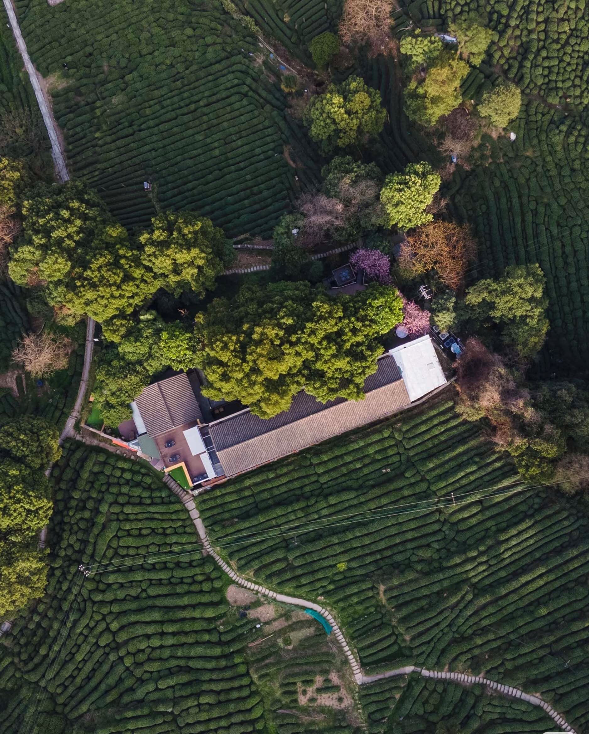 Luchtbeeld van een theeplantage met terrassen, een klein gebouw met schuine dak en een kronkelend pad.