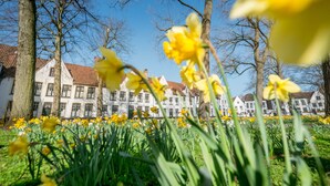 A field of yellow daffodils in front of a row of white buildings with red roofs. - Chateau Fort Lapin (Bruges)