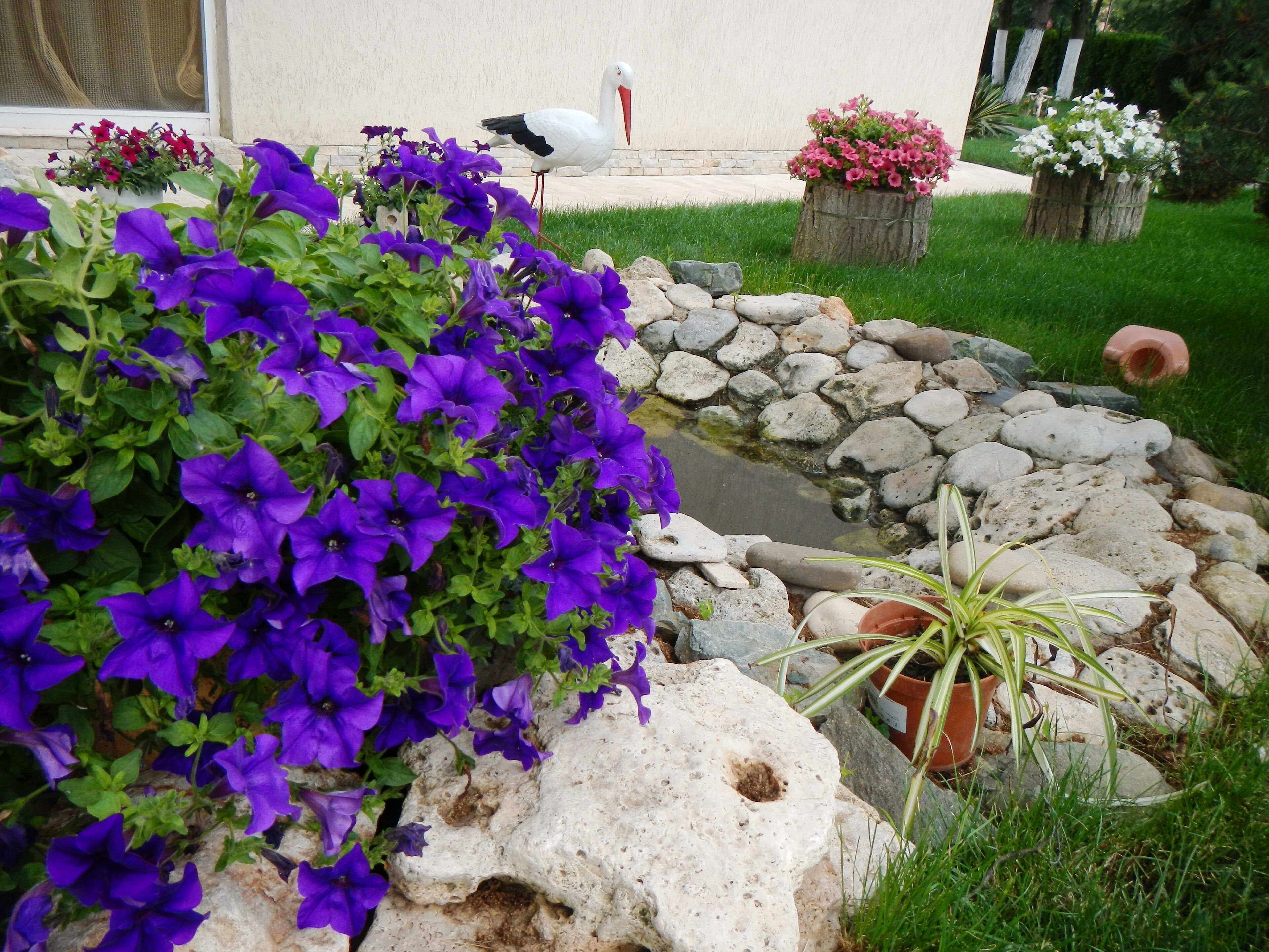 A garden with purple flowers, a white bird, and a stone pathway.