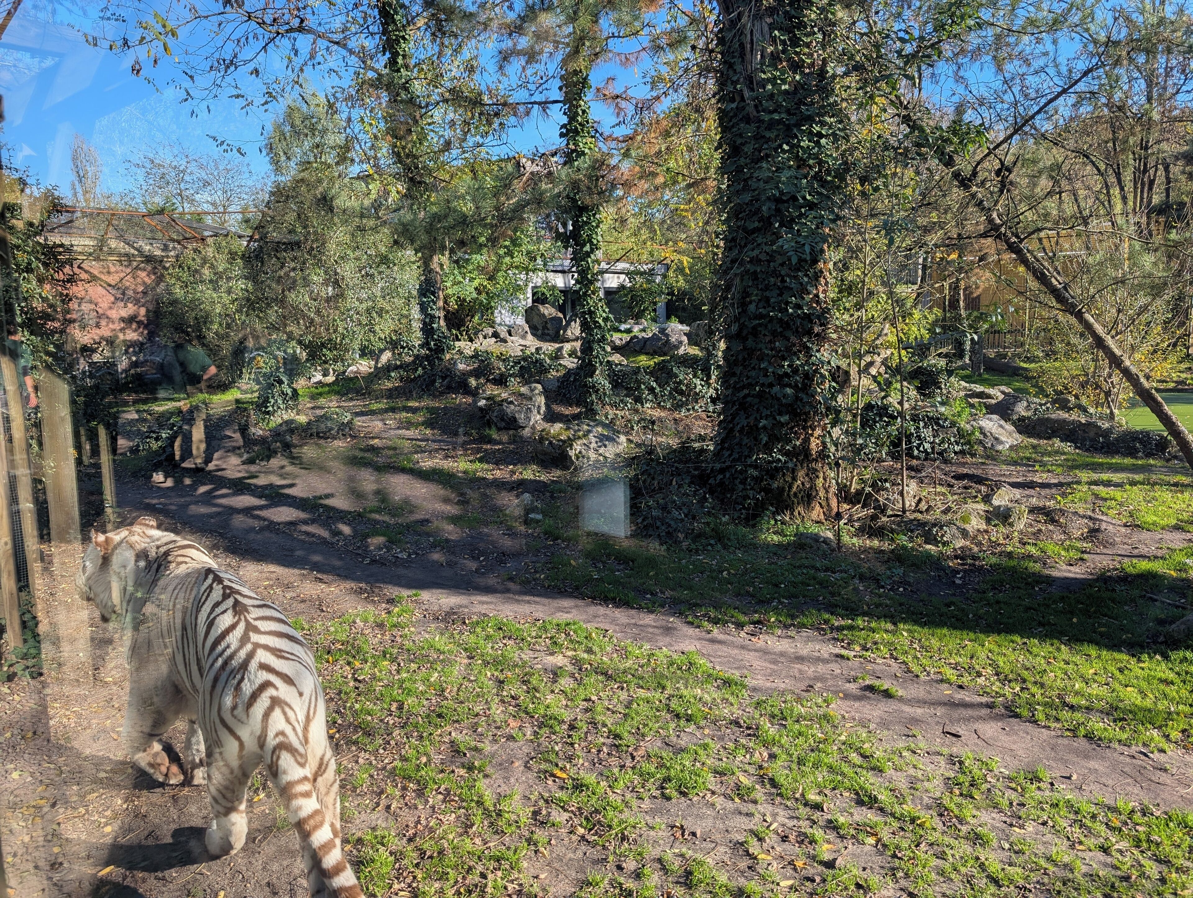 Un tigre caminando por un sendero dentro de un recinto zoológico, con árboles y rocas.