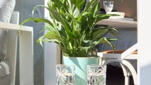 Une table ronde en bois, sur laquelle sont posés un pot de fleurs et deux verres transparents.