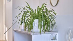 A white interior with a potted plant on a shelf, a framed picture on the wall, and a mirror. - Grove Hideaway - immaculate 2 bed townhouse (Ocean Grove)