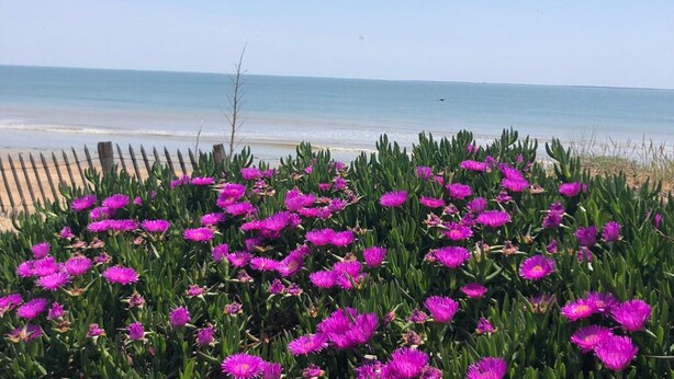 En strand med lila blommor i förgrunden och en klar utsikt över havet.
