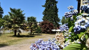 A garden with various plants and trees, including a palm tree and a large coniferous tree.