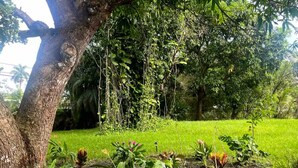 A lush garden with a large tree, various plants, and a grassy area. - 3-bedroom house in Miami with large yard, jacuzzi and mango tree’s. (Miami)