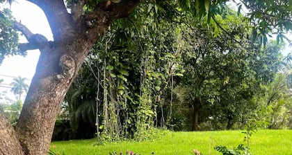 3-bedroom house in Miami with large yard, jacuzzi and mango tree’s.