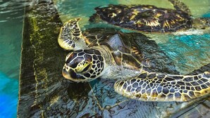 A sea turtle in a clear water tank, possibly in a zoo or aquarium setting. - Cinnamon Tree Resort Akurala-Hikkaduwa (Madampagama)