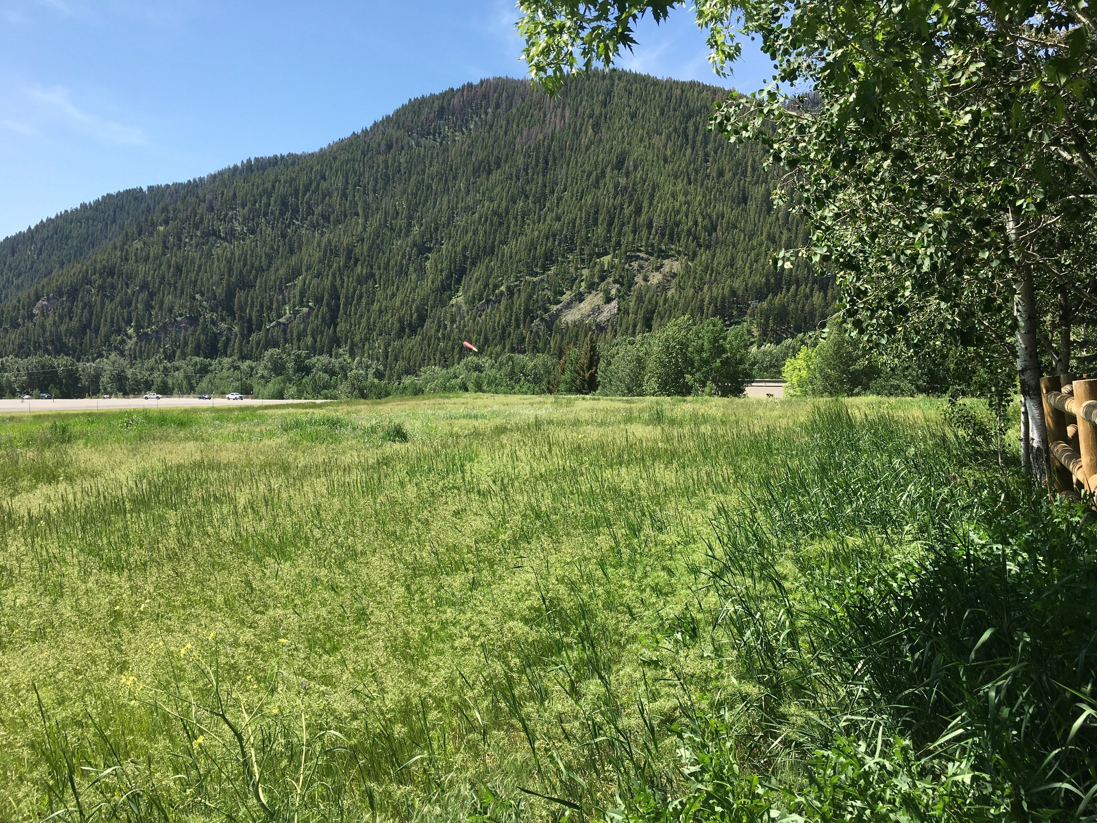 A grassy field with a mountain in the background.