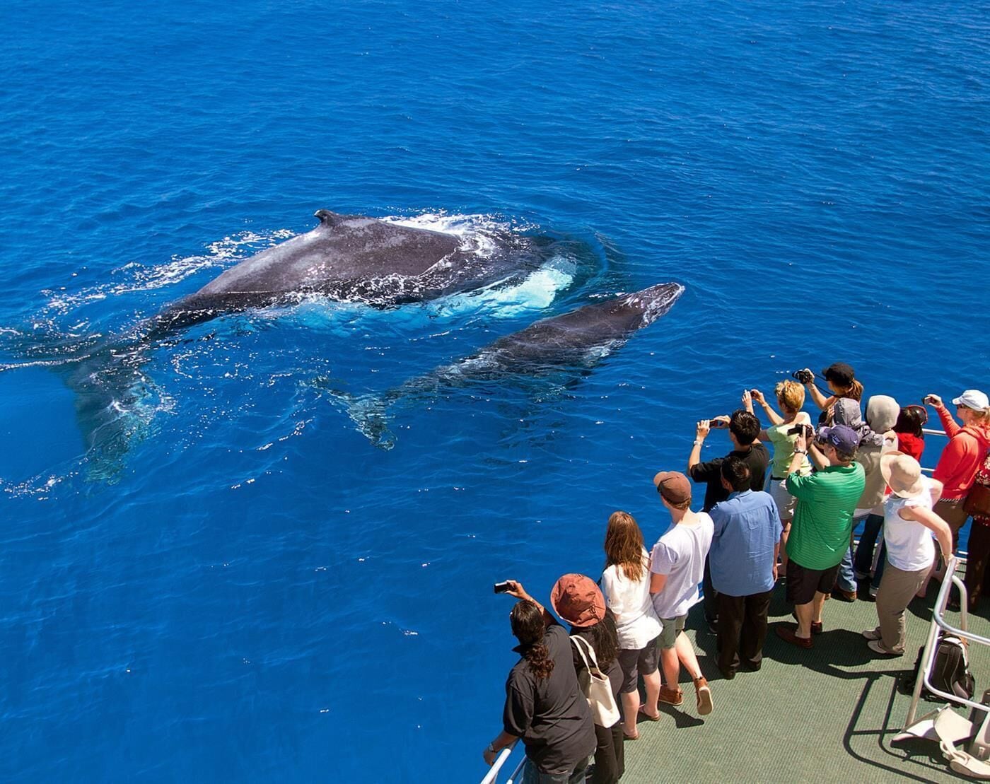 A group of people observing dolphins swimming in the ocean.