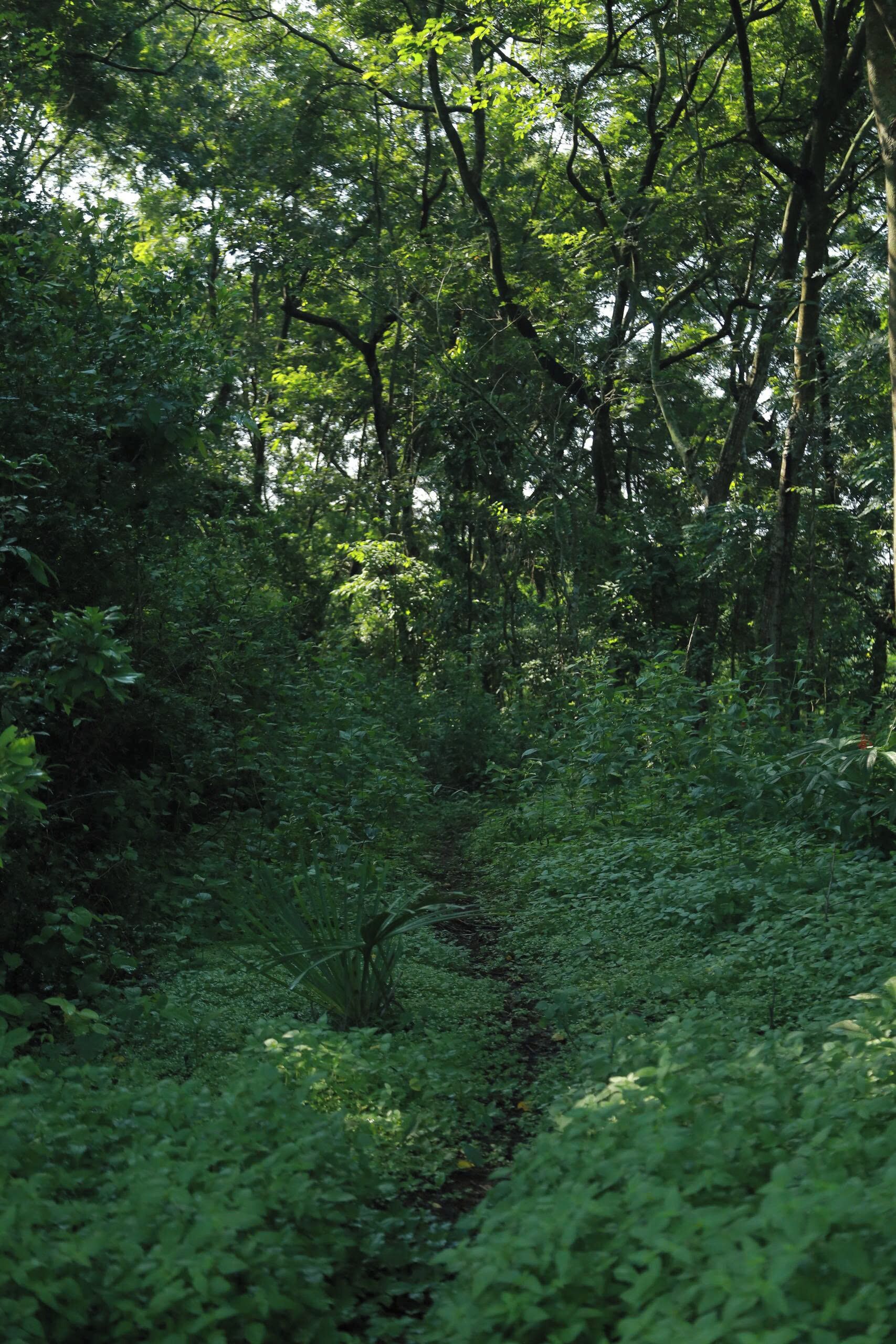 En tät skog med många olika trädslag och en frodig undervegetation.