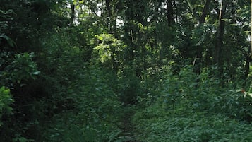 En tät skog med många olika trädslag och en frodig undervegetation.