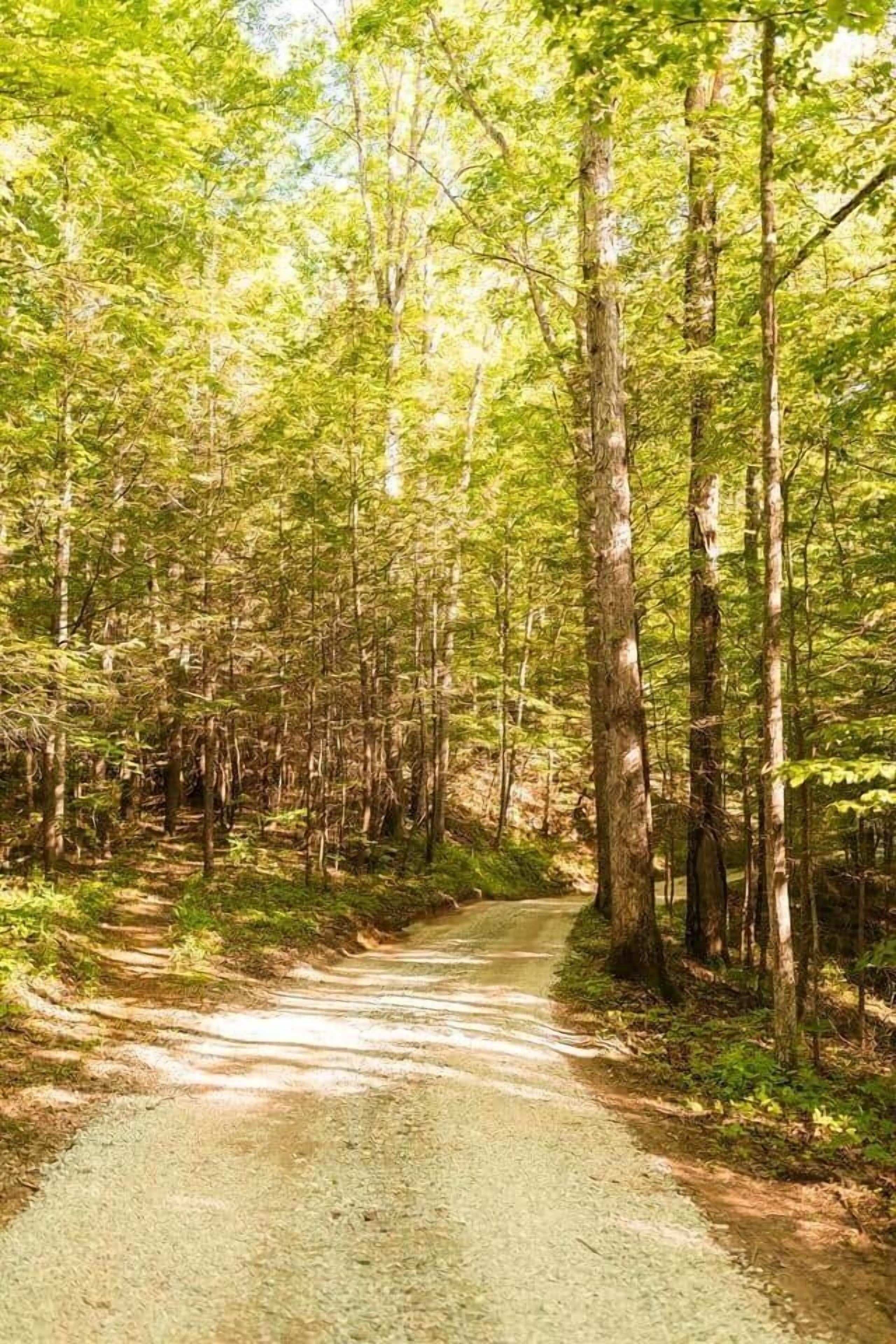 Un sentier bordé d’arbres imposants, avec une route de terre.