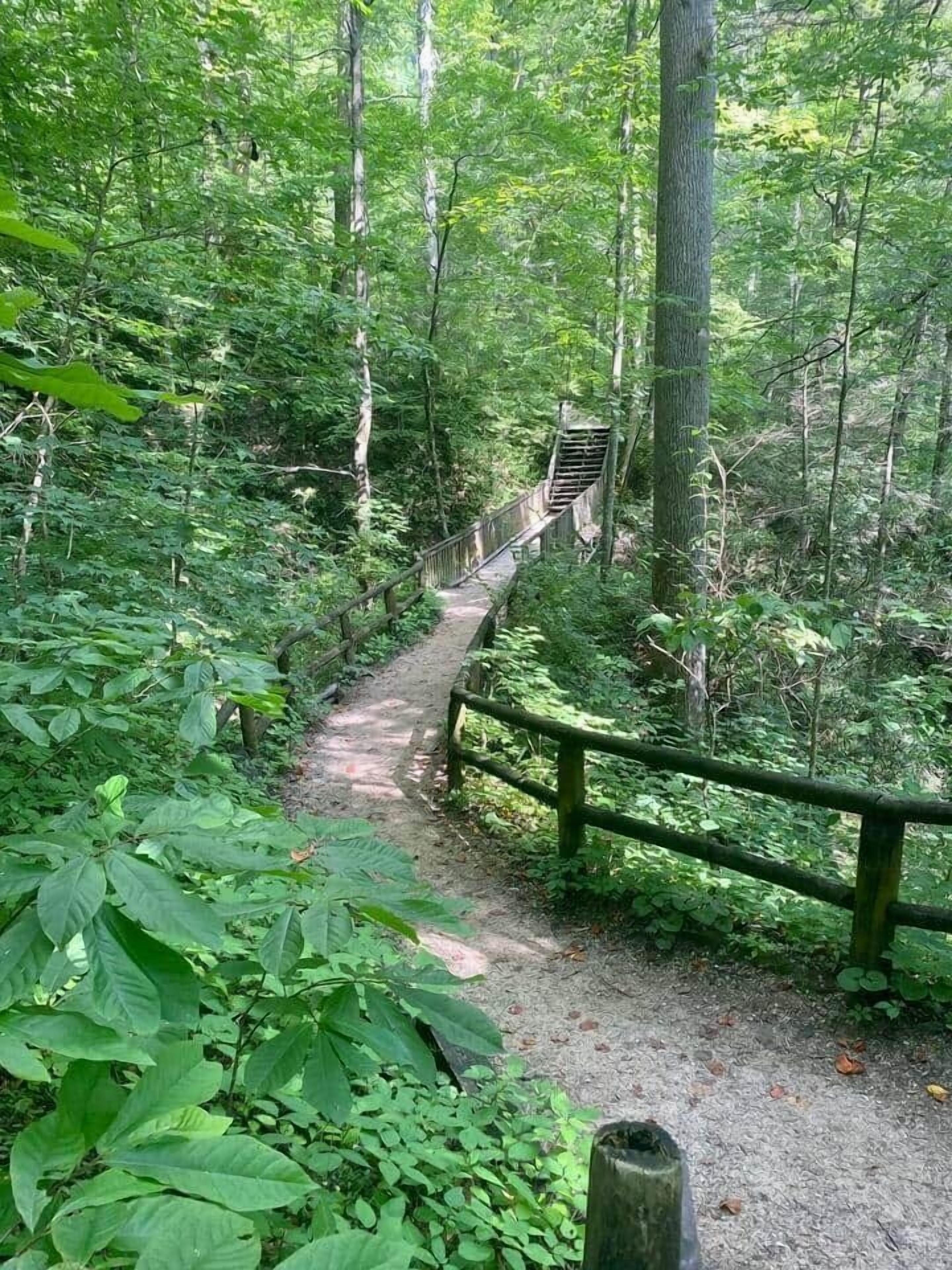 A forested hiking trail with a wooden fence and a metal gate.