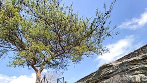 Eine Holztreppe führt zu einem felsigen Abhang, auf dessen Spitze ein Baum steht.