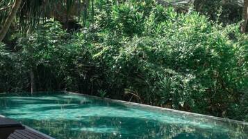 A clear swimming pool surrounded by dense tropical foliage.