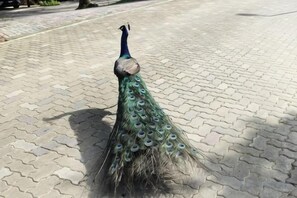 Un paon se tient sur une surface pavée.