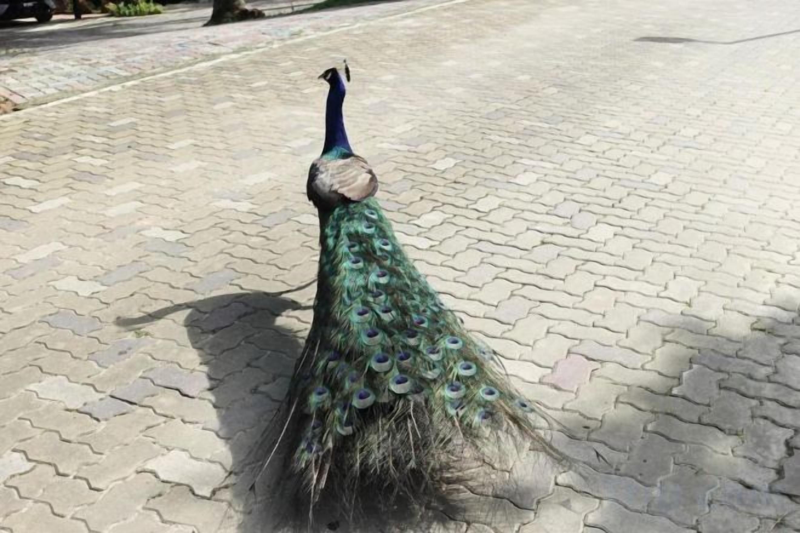 En påfågel som promenerar på ett belagt underlag.