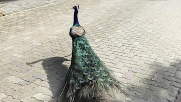 En påfågel som promenerar på ett belagt underlag.