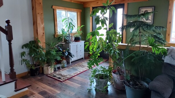 Una habitación acogedora con pisos de madera, una escalera y varias macetas con plantas.