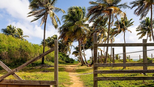 A wooden gate leading to a path surrounded by palm trees and greenery. - Blü Zen, Ideal Couples Stay in Mameyes Rio Grande (Río Grande)