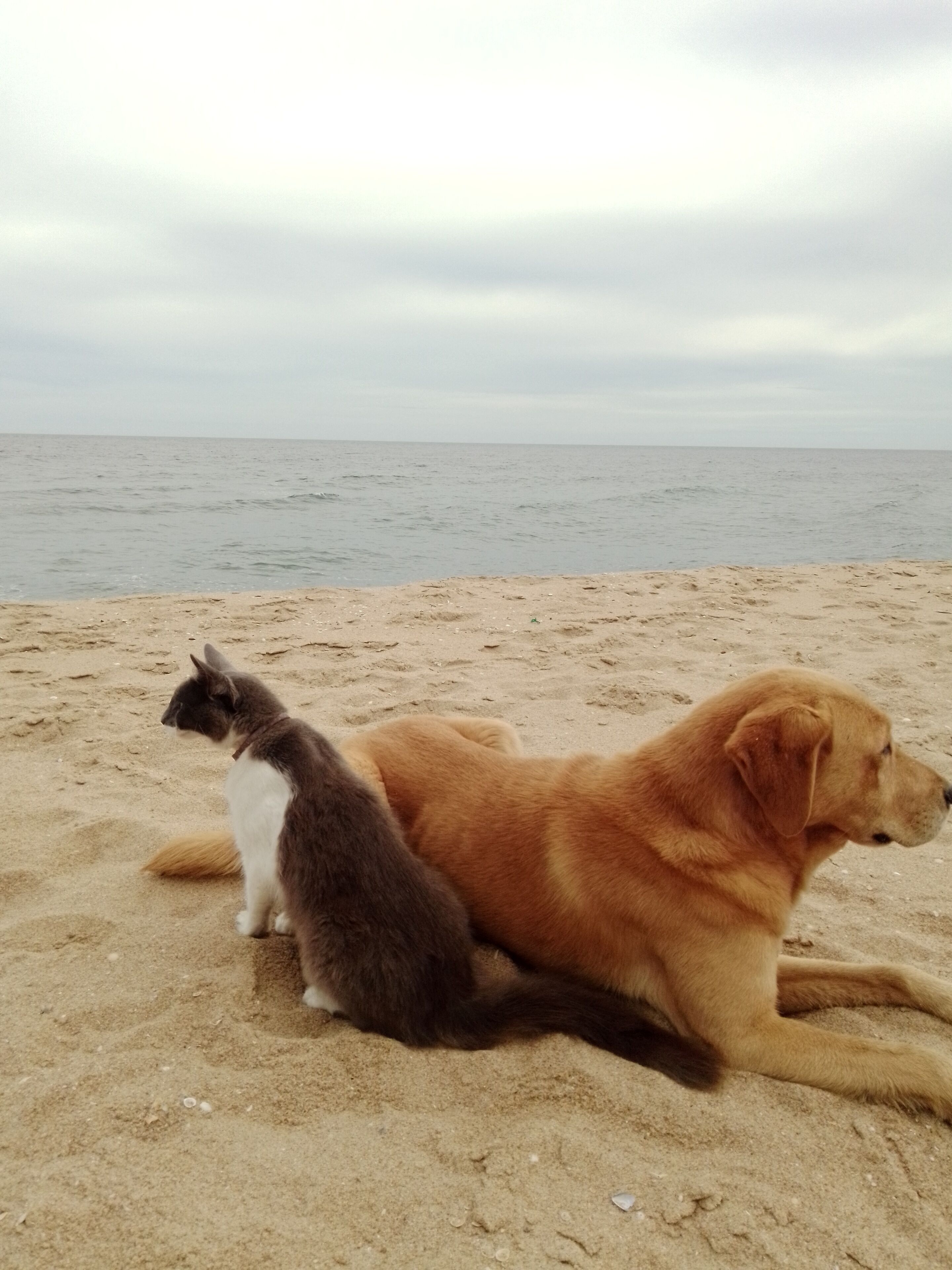 A beach with a dog and a cat sitting on the sand.