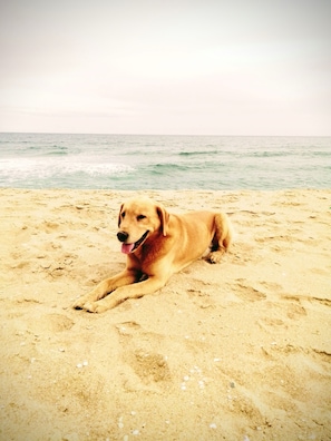 A dog lying on the beach.