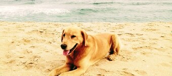 Rest and remote work on the beach (pet friendly)