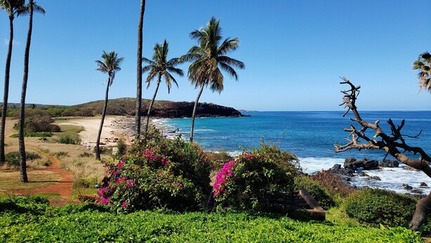 A coastal landscape with palm trees, a beach, and a rocky shoreline.