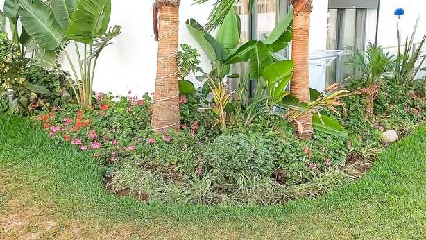 Un jardín con diversas plantas y una palmera.