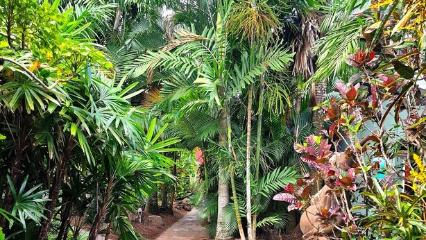 A concrete pathway surrounded by lush tropical plants and a statue. - Rainforest Motel (Mission Beach)