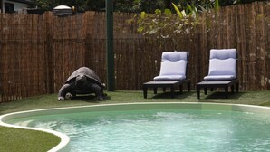 A swimming pool with two lounge chairs and a stone sculpture. - Rainforest Motel (Mission Beach)