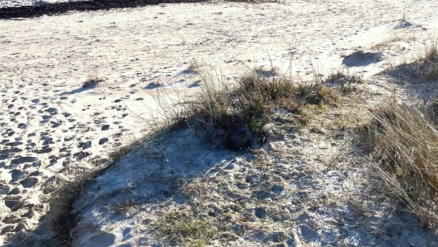 A beach with a clear sky, sandy shore, and waves. - Perfect base near beach and shops (Væggerløse)