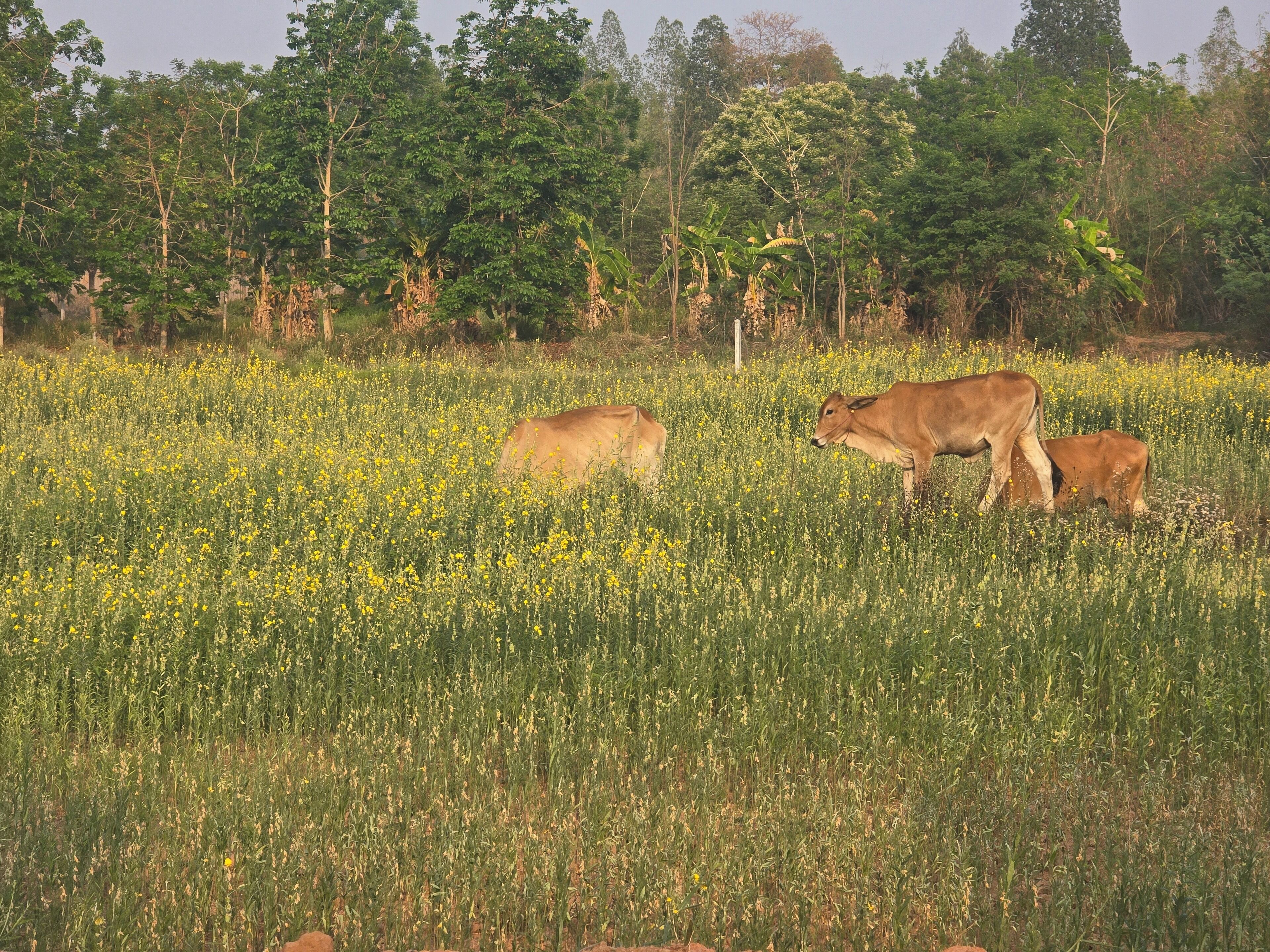 Un campo con vacas pastando, rodeado de árboles y vegetación.