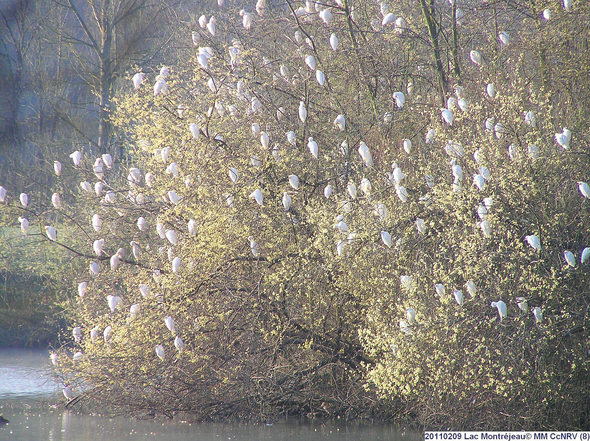 A dense cluster of white birds perched on a tree by a body of water.