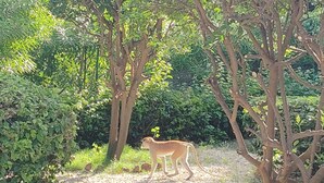 Property grounds - Villa Nianing (Nianing)